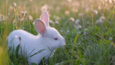video frame, a small white bunny in green grass. cute rabbit. vertical video