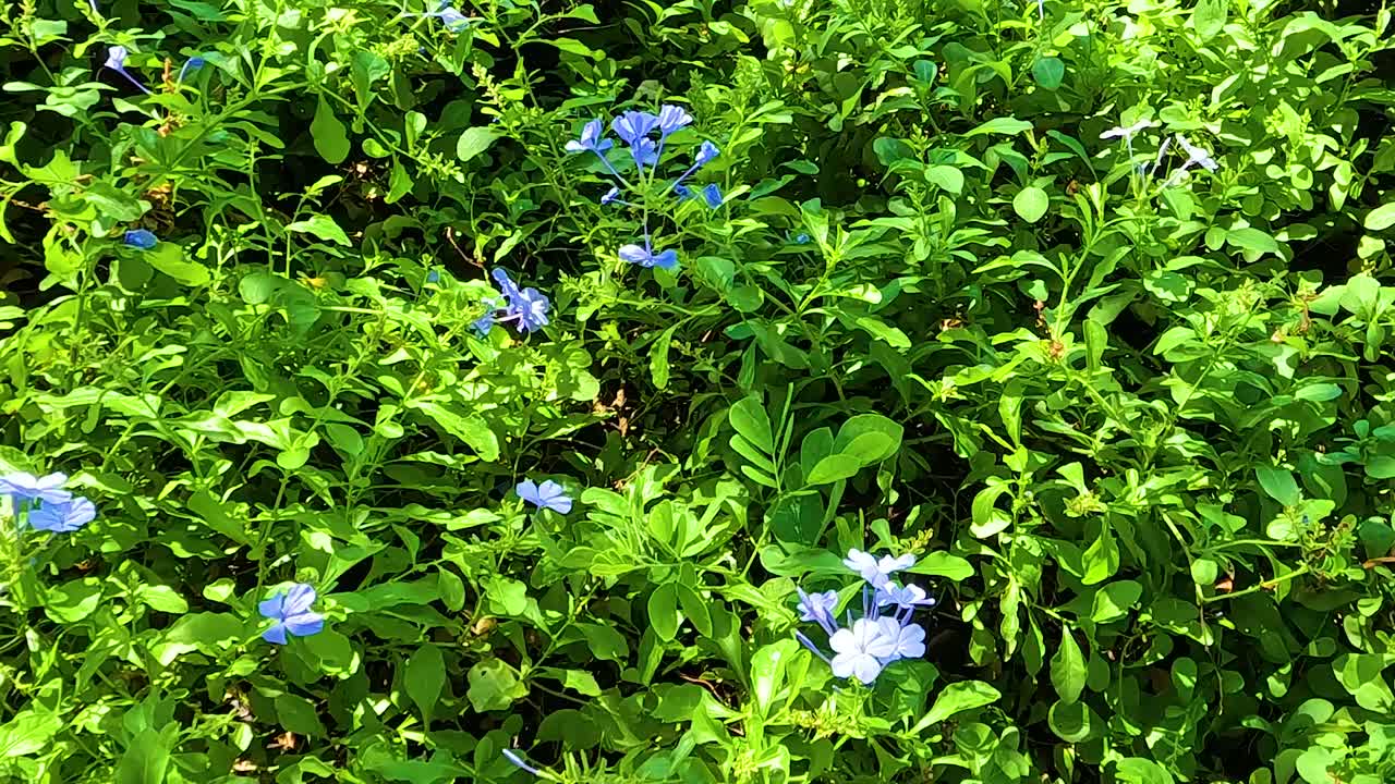 Close-up view of lush green foliage interspersed with delicate blue flowers in a natural setting.