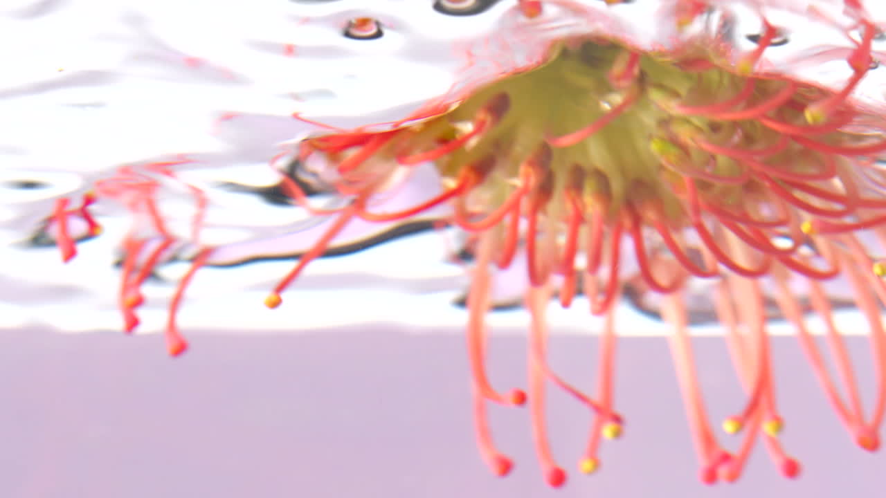 은 핀 쿠션 프로테아 수중