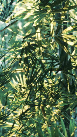 bamboo leaves in sunlight