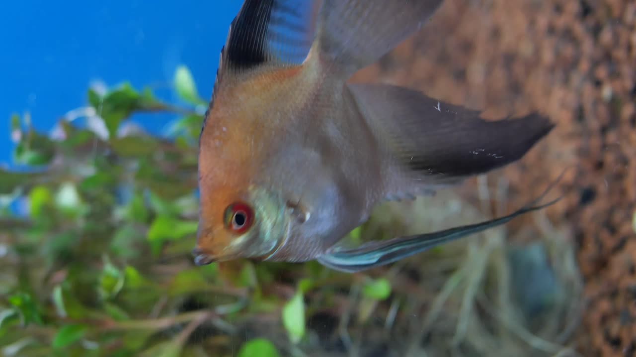 pez ángel en el acuario