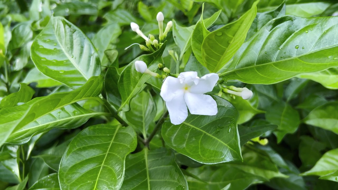 Fiore bianco a girandola che sboccia tra foglie verdi lussureggianti