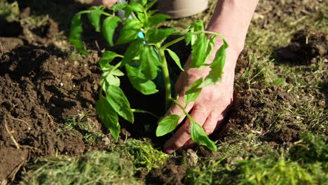 digging up the ground to plant tomatoes.