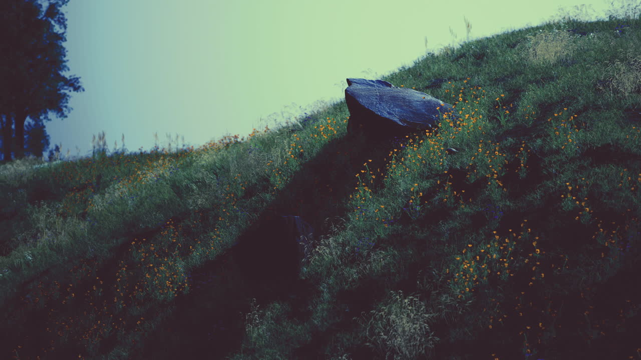 Colorful wildflowers blooming on a gentle hillside during dusk