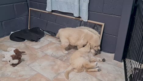 two golden retriever puppies being affectionate on floor in front of mirror