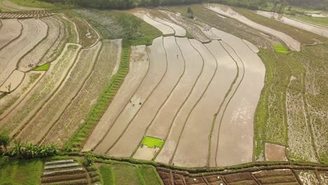campo asiático