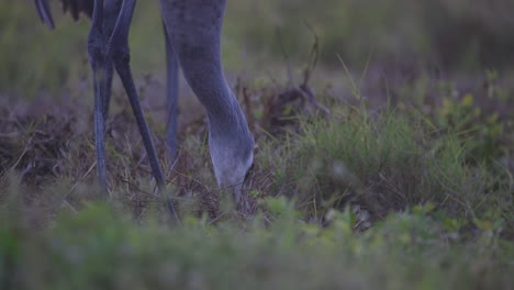 Sandhill-crane-eating-in-grass-field