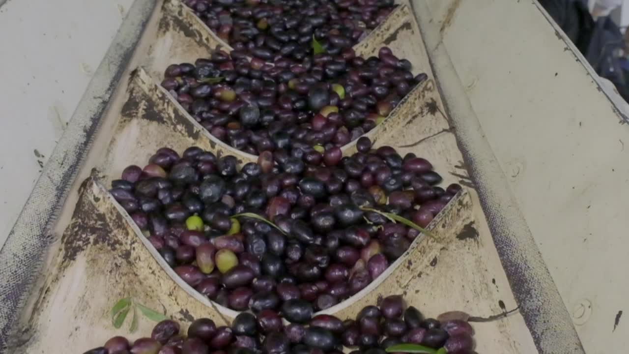 imágenes de aceitunas maduras en la línea de producción de la fábrica de aceite de oliva