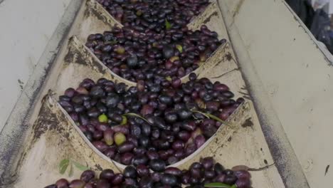 images of ripe olives on the production line at the olive oil factory