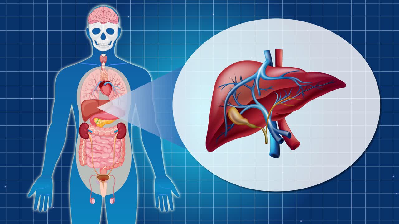 Animation highlights liver anatomy and function within the human body, using detailed illustrations and smooth transitions