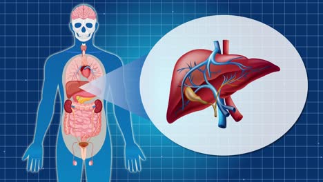 animation highlights liver anatomy and function within the human body, using detailed illustrations and smooth transitions