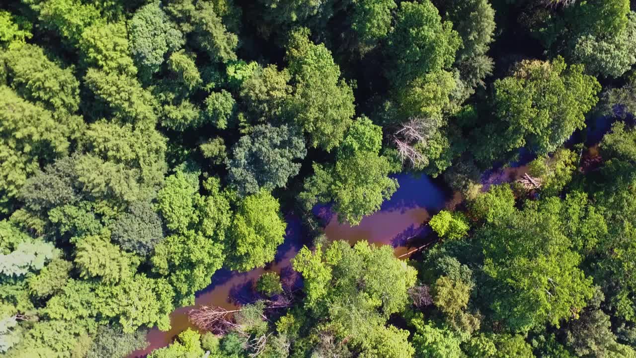 Forest and river drone shot