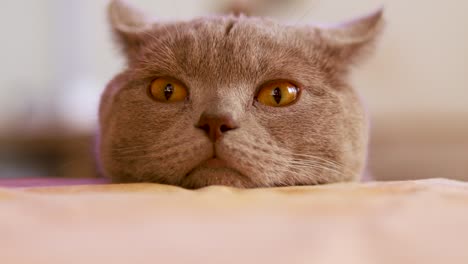 close-up shot of the head of a british shorthair cat resting on a table