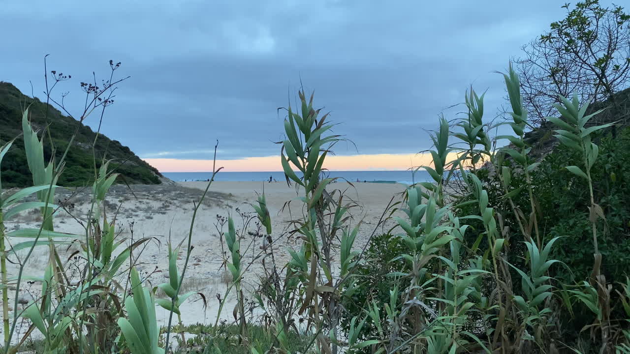 Wild coastal plants sway gently in the Atlantic breeze, framing the distant surfers at sunset in Zavial