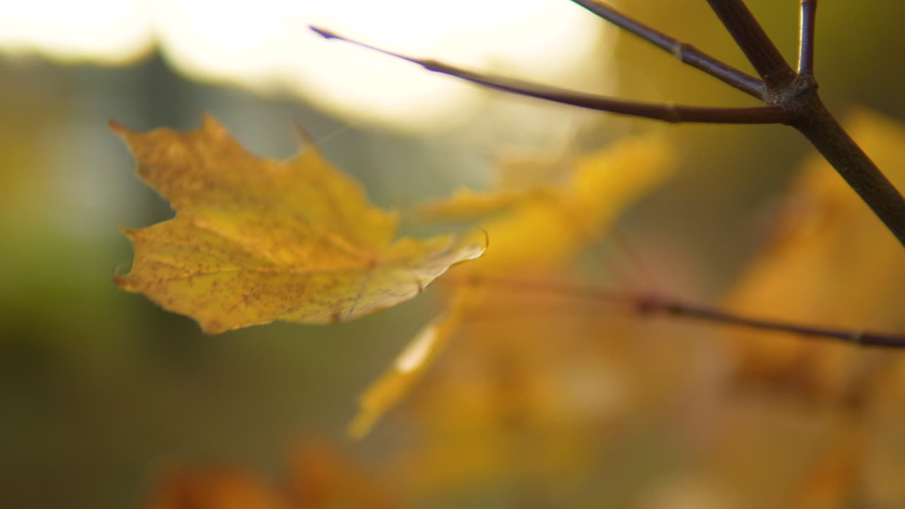 primer plano de hojas de otoño amarillas doradas, con un efecto de luz bokeh cálido en el fondo macro