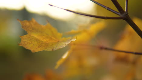 close-up of golden yellow autumn leaves, with a warm bokeh light effect in the backdrop macro shot