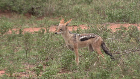 a black backed jackal looking around for danger or food in the savannah