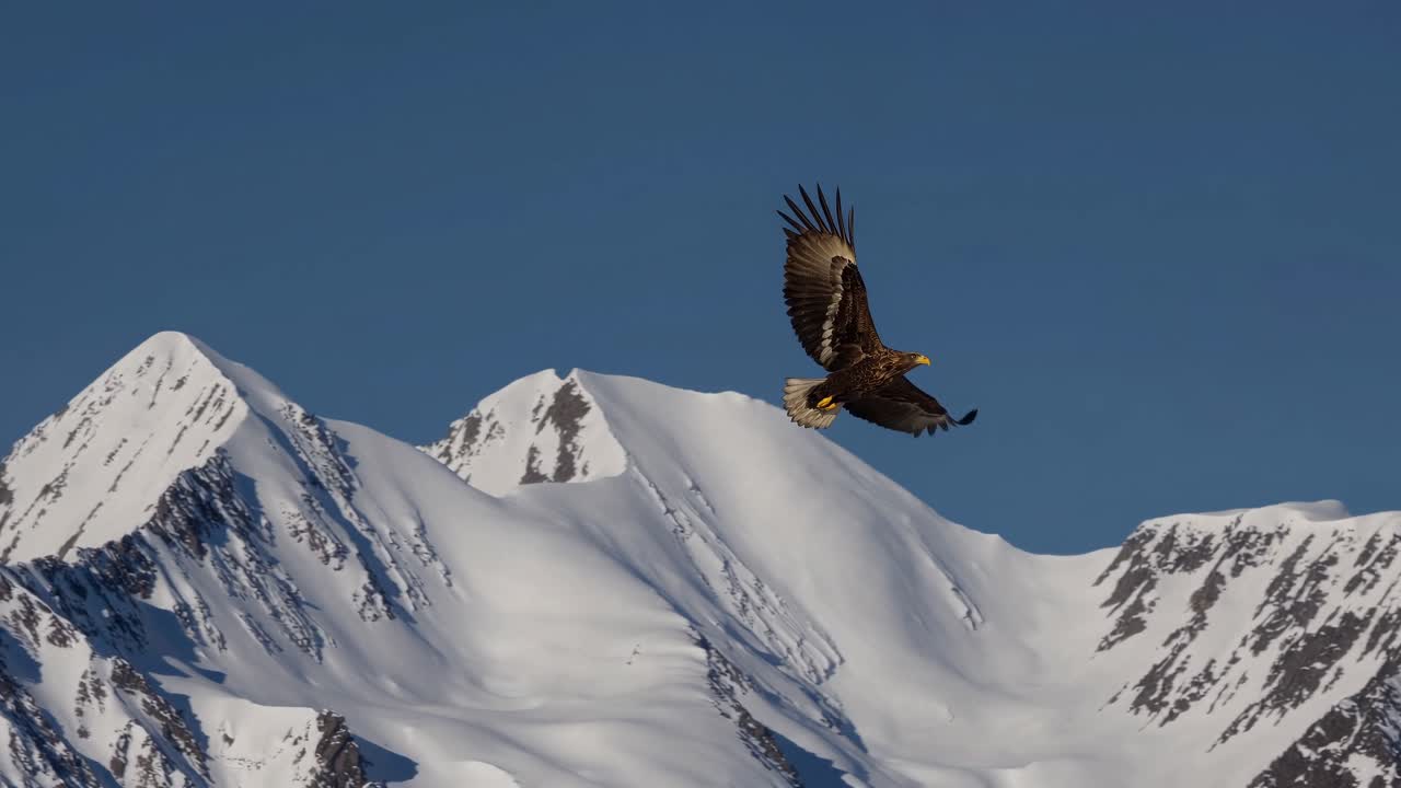 Aerial video captures an eagle soaring over snow-capped mountains