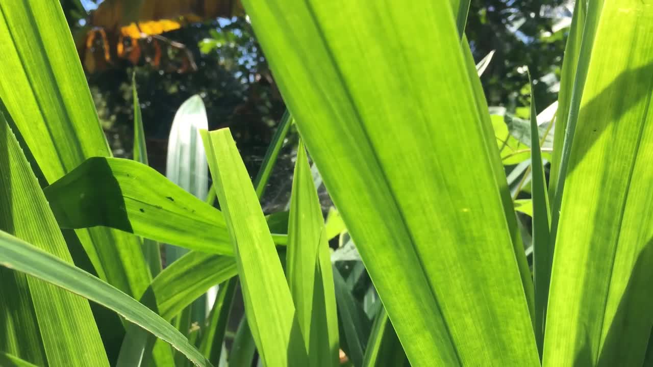 hojas verdes y aromáticas frescas