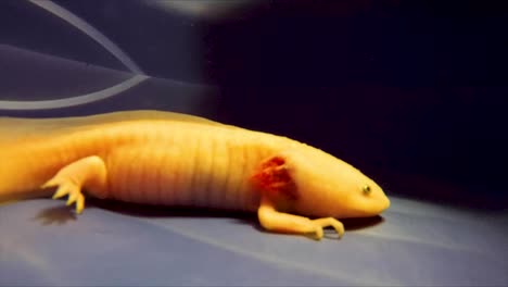 albine swimming axolotl in water tank