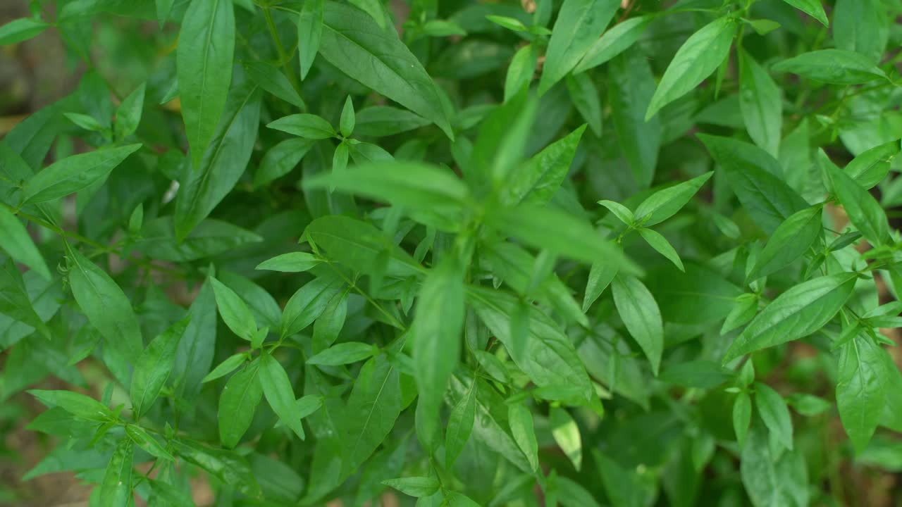 se prepara una variedad de medicamentos a partir de la hoja de andrographis paniculata o kalmegh