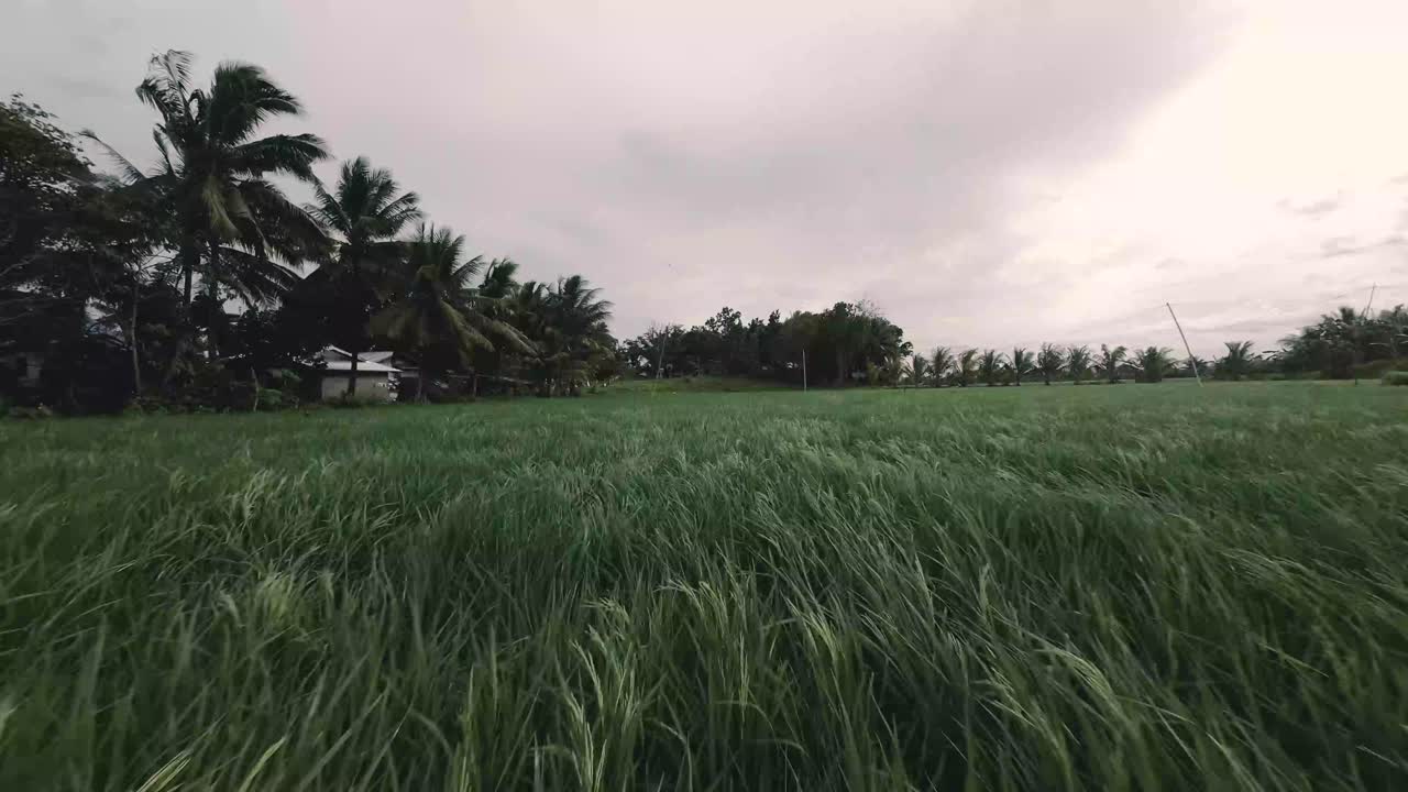 잠보앙가 델 수르의 논밭 드론 촬영