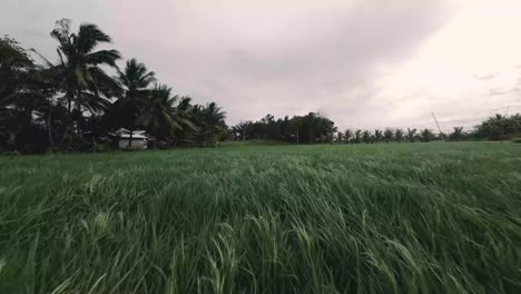 Sobre-Los-Campos-De-Arroz-Tiro-Con-Dron-En-Zamboanga-Del-Sur