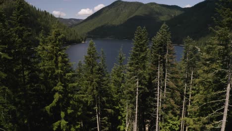 aerial dolly in flying over pine tree forest revealing deep lake and mountains in background, british columbia, canada