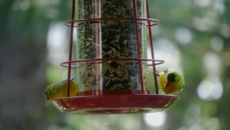 two goldfinches stand on a small bird feeder and peck at seeds as branches blow in the background