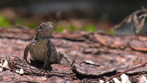 primer plano de la cabeza y la cara de un lagarto de valla oriental