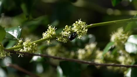 Fly-hangs-upside-down-of-bunches-of-flowers-growing-off-of-thin-green-branch