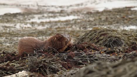 Nutria-Euroasiática-Lutra-Lutra-Comiendo-Cabracho-En-Algas-Marinas-Por-Costa,-Highlands,-Escocia