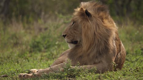 El-León-Macho-Grande-De-Melena-Negra-Africana-Mira-A-La-Izquierda-Del-Marco,-Seleccione-El-Enfoque