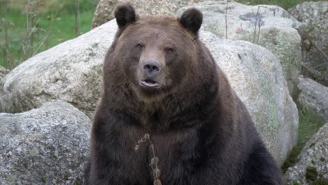 Medium-panning-shot-of-big-Eurasian-brown-bear-roaring-and-grunting-in-a-rocky-European-forest