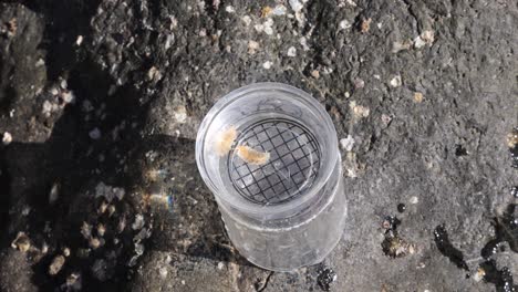 a specimen jar containing marine creatures for citizen scientist to observe and conduct research