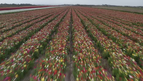 colorful flower field from above