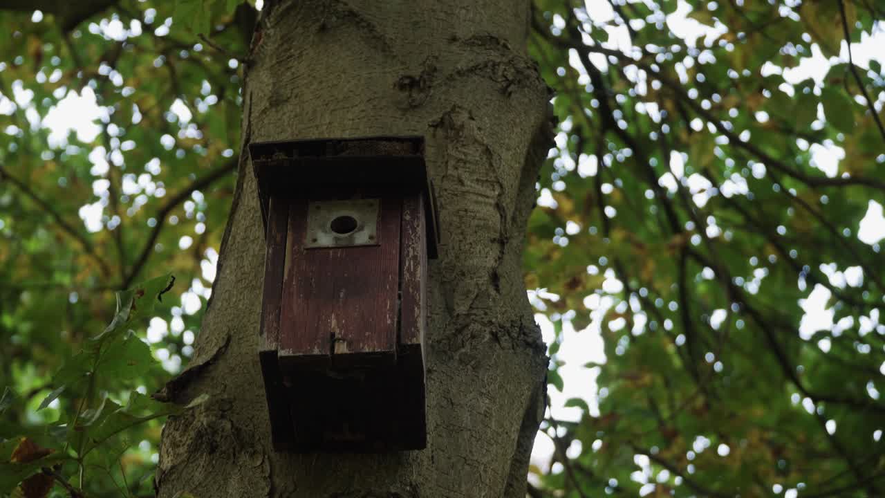 A birds house on a tree trunk in the german forest