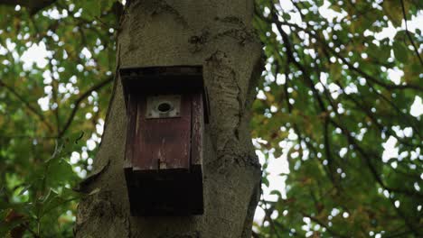 Ein-Vogelhaus-Auf-Einem-Baumstamm-Im-Deutschen-Wald