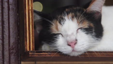 Primer-Plano-De-Un-Gato-Durmiendo-En-El-Alféizar-De-Una-Ventana