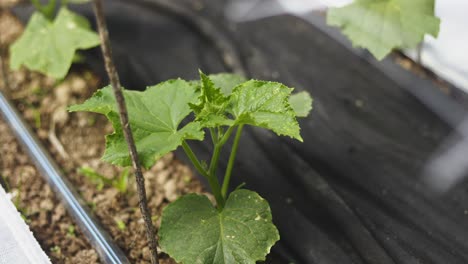 small cucumber plant growing in greenhouse on small organic farm
