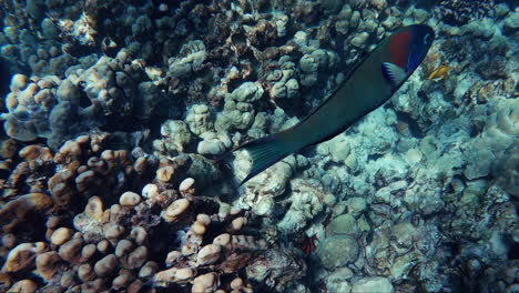 A-tropical-fish-of-colors-orange,-green-and-red-swims-through-the-coral-ocean-floor