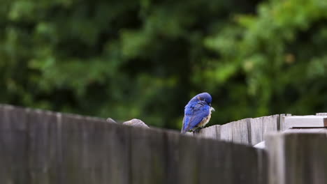 female and male eastern bluebirds sitting together on a wooden fence