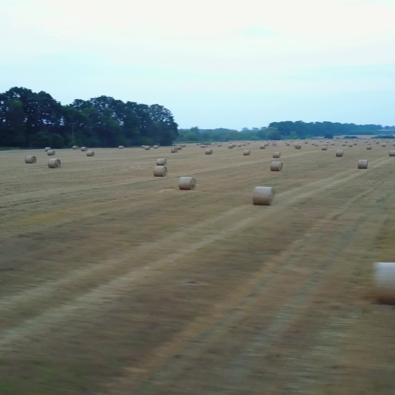campo de trigo dorado con balas de heno