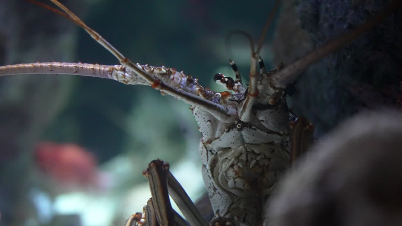 Closeup Of Lobster In The Aquarium