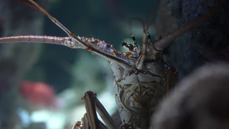 closeup of lobster in the aquarium