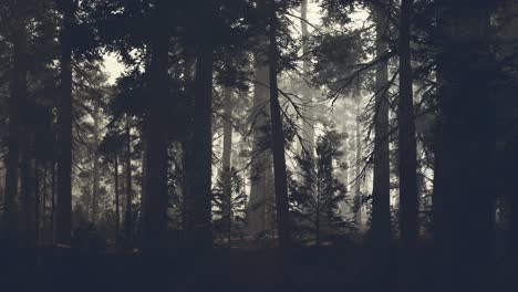 black tree trunk in a dark pine tree forest