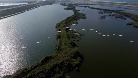 pelicans soaring over a wetland landscape