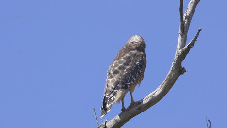 red-shouldered hawk perched on a branch