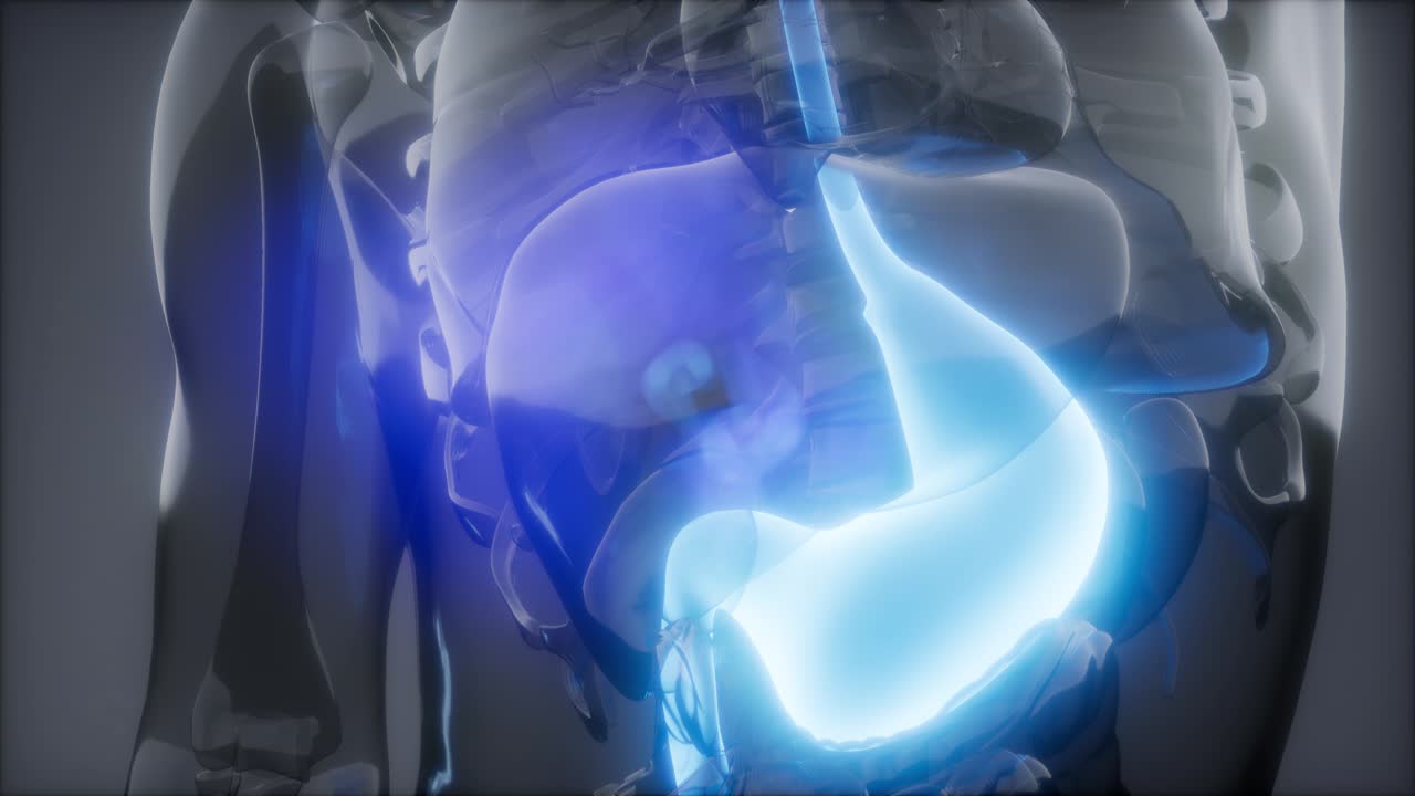 Human Stomach Radiology Exam