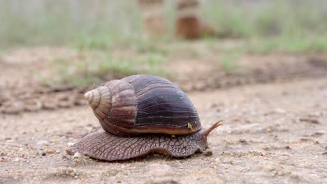 Un-Caracol-Terrestre-Gigante-Se-Mueve-Lentamente-A-Través-De-La-Carretera-En-El-Parque-Nacional-Kruger,-Sudáfrica